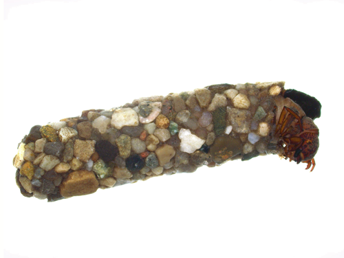 Benthic specimen